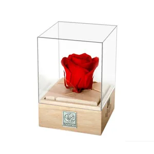 گل رز جاودان مدل موزیکال کوکی کد CR-01