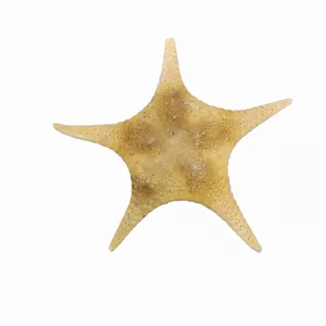 ستاره دریایی تزیینی مدل t10