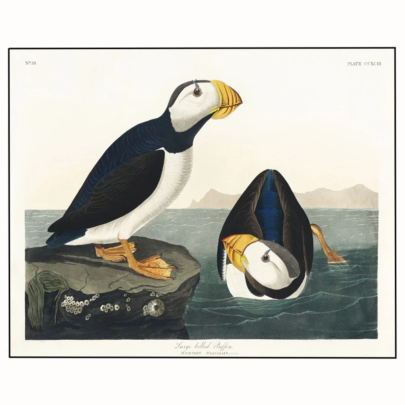 پوستر مدل چاپ فلکه بزرگ