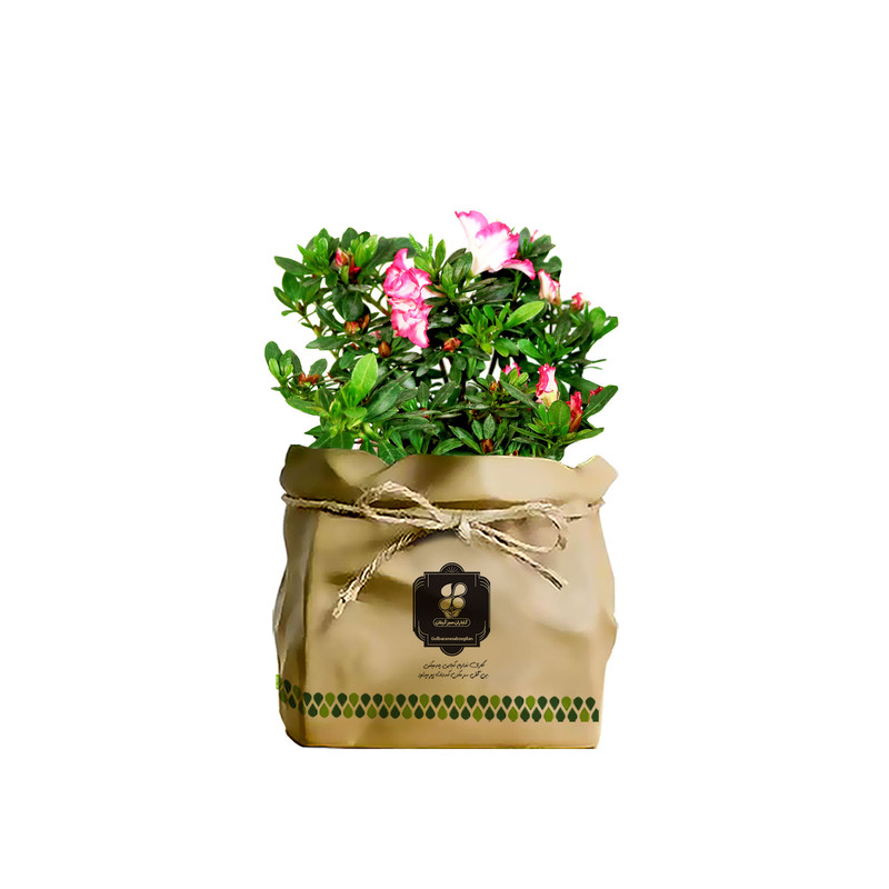 گیاه طبیعی آزالیا صورتی سفید شرکت گلباران سبز گیلان مدل GN1-AK گیاه طبیعی آزالیا صورتی سفید شرکت گلباران سبز گیلان مدل GN1-AK