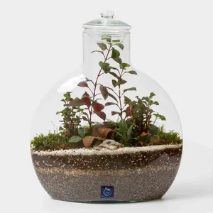 گیاه طبیعی سل تراریوم مدل انتالیا