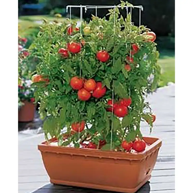 بذر گوجه قرمز گیلاسی پاکوتاه گلدانی فصل سبز کد FSSEED-047