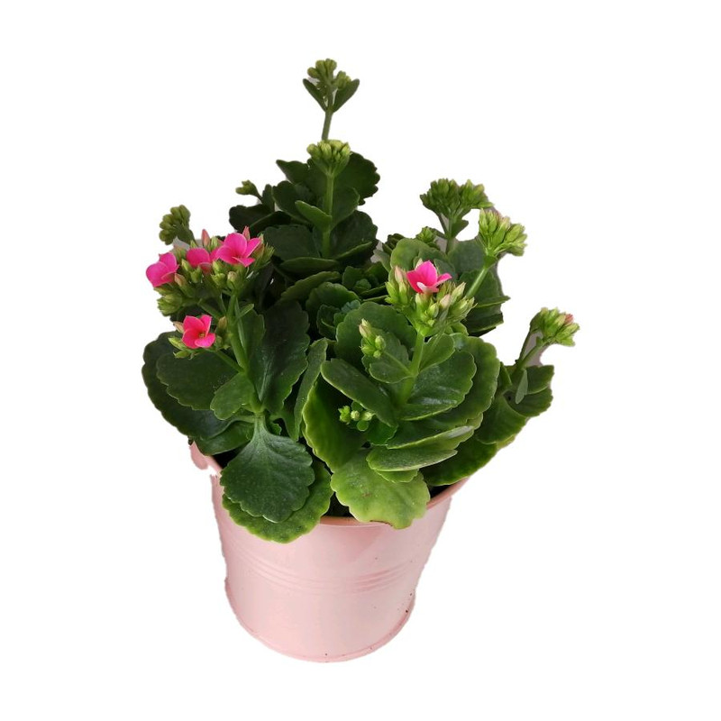 گیاه طبیعی کلانکوا کد af06