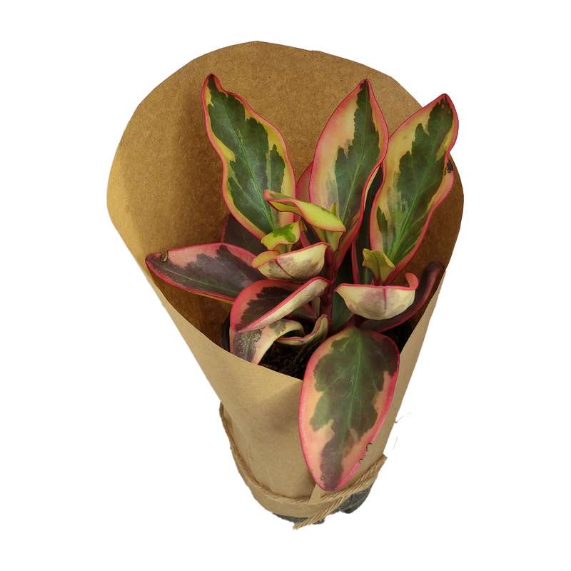 گیاه طبیعی قاشقی ابلق کد yt6 گیاه طبیعی قاشقی ابلق کد yt6