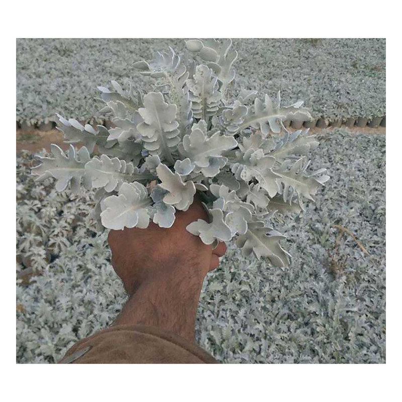 بذر گل ابر نقره ای گرین فارم کد AFER 22 بسته 3 عددی