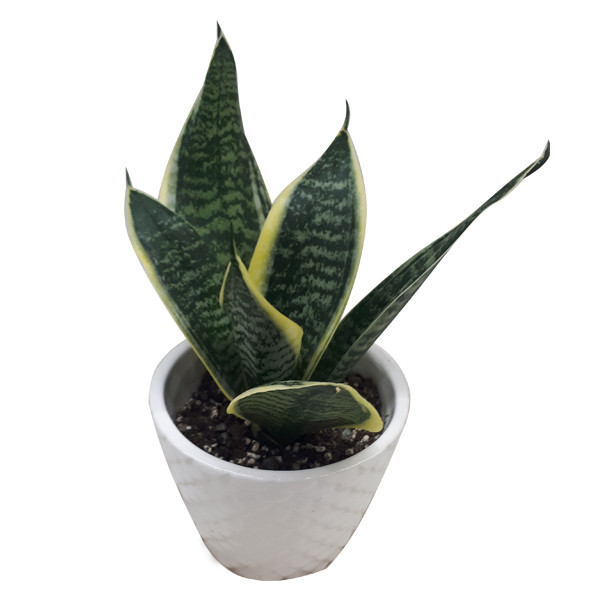 گیاه طبیعی سانسوریا پوست ماری کد S01 گیاه طبیعی سانسوریا پوست ماری کد S01