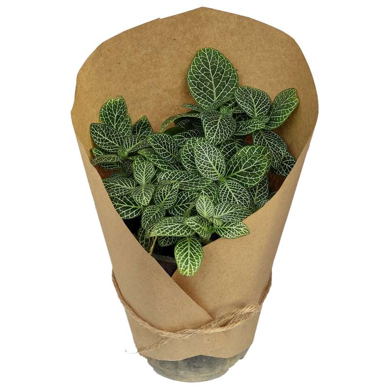 گیاه طبیعی فتونیا کد yt1