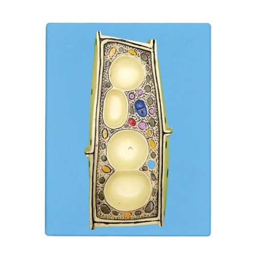 کیت آموزشی مولاژ مدل سلول گیاهی کد 01