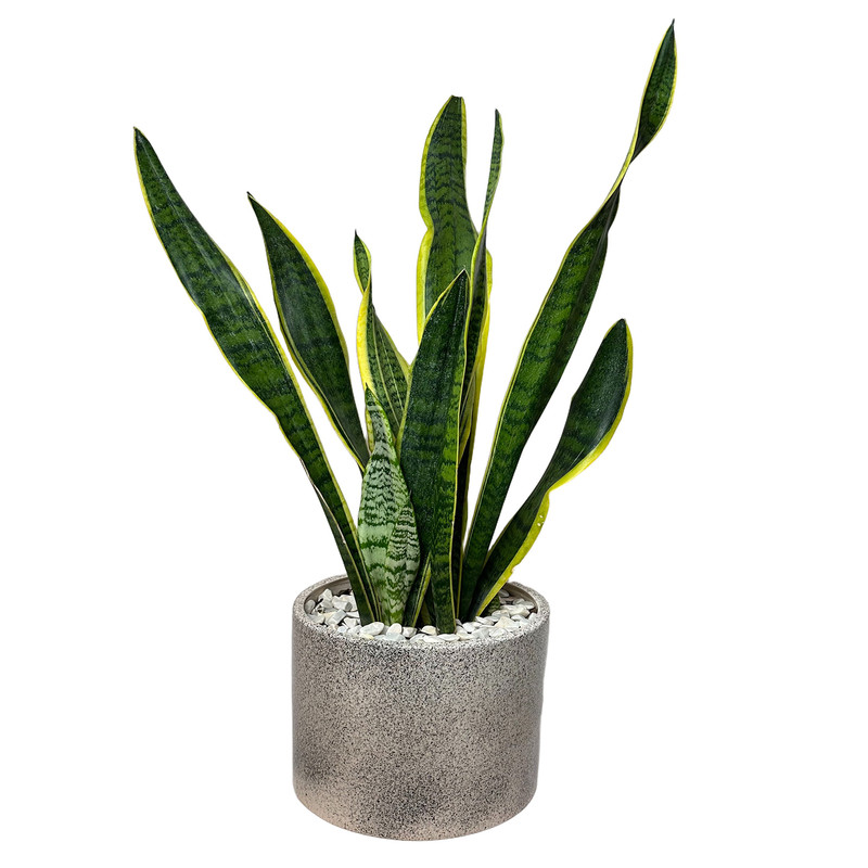 گل آپارتمانی سانسوریا ابلق کد FL404-15