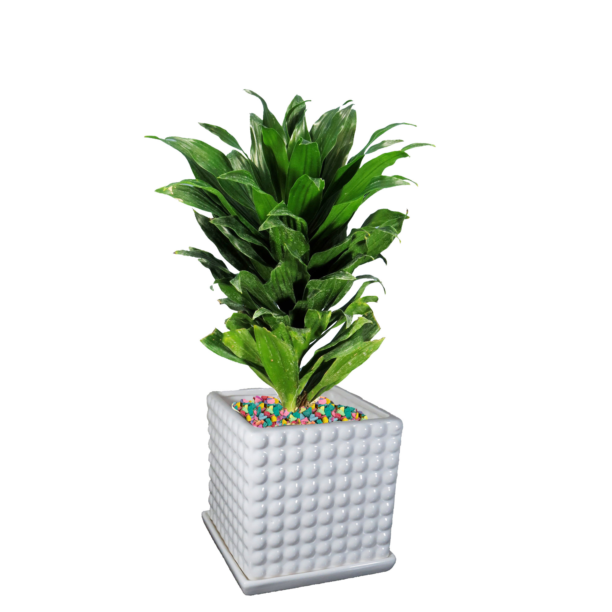 گیاه طبیعی دراسنا کامپکت کد As-16.1 گیاه طبیعی دراسنا کامپکت کد As-16.1