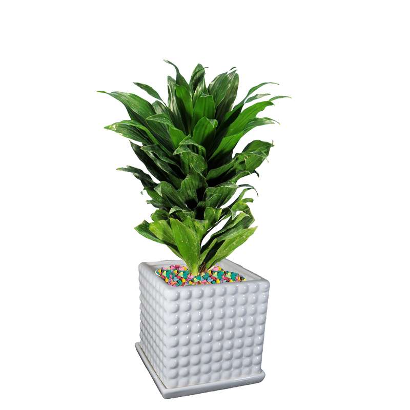 گیاه طبیعی دراسنا کامپکت کد As-16.1 گیاه طبیعی دراسنا کامپکت کد As-16.1