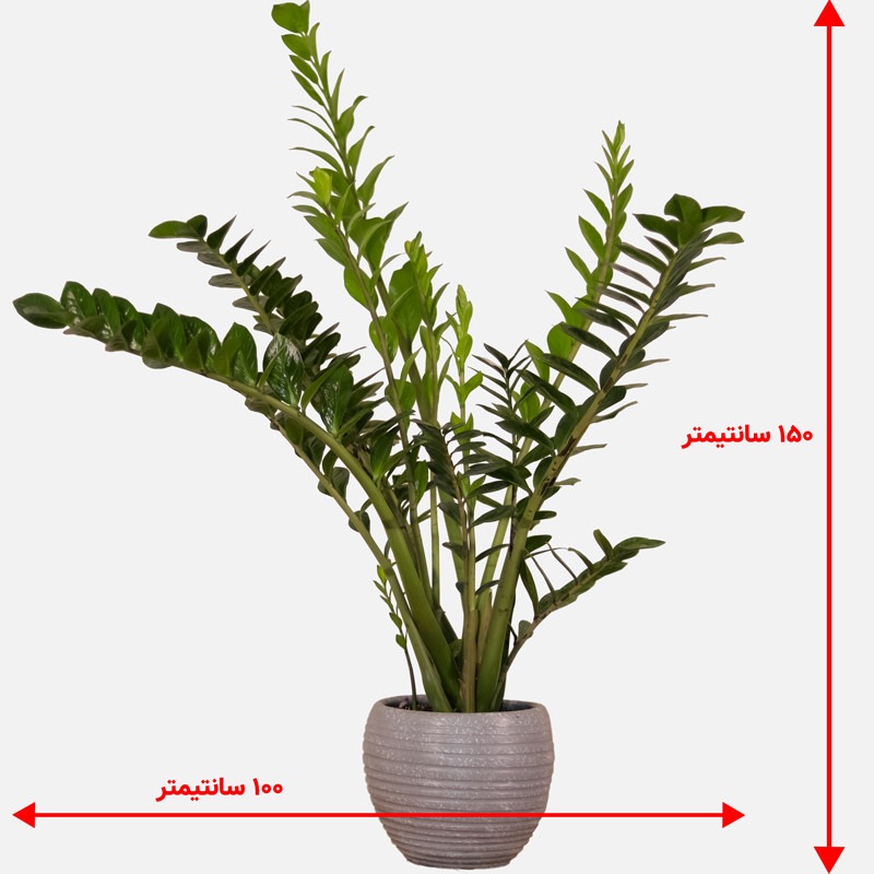 گیاه طبیعی زامیفولیا مدل zami235