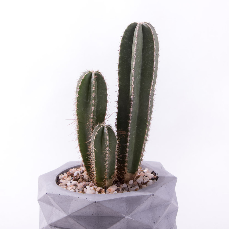 گیاه طبیعی کاکتوس سرئوس چرمی مدل K-06