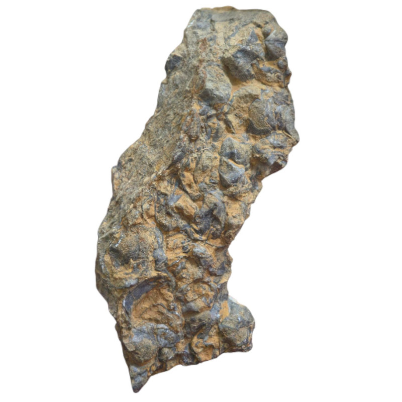 سنگ راف مدل سنگ فسیل کد 082