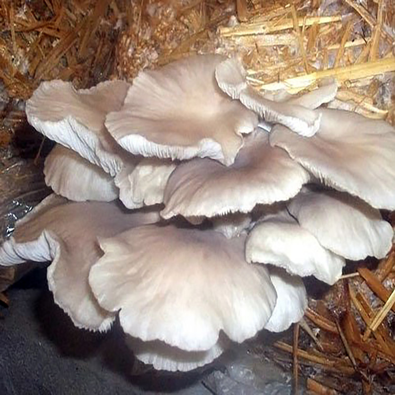 بذر قارچ صدفی سفید لیناز گستر کد 10