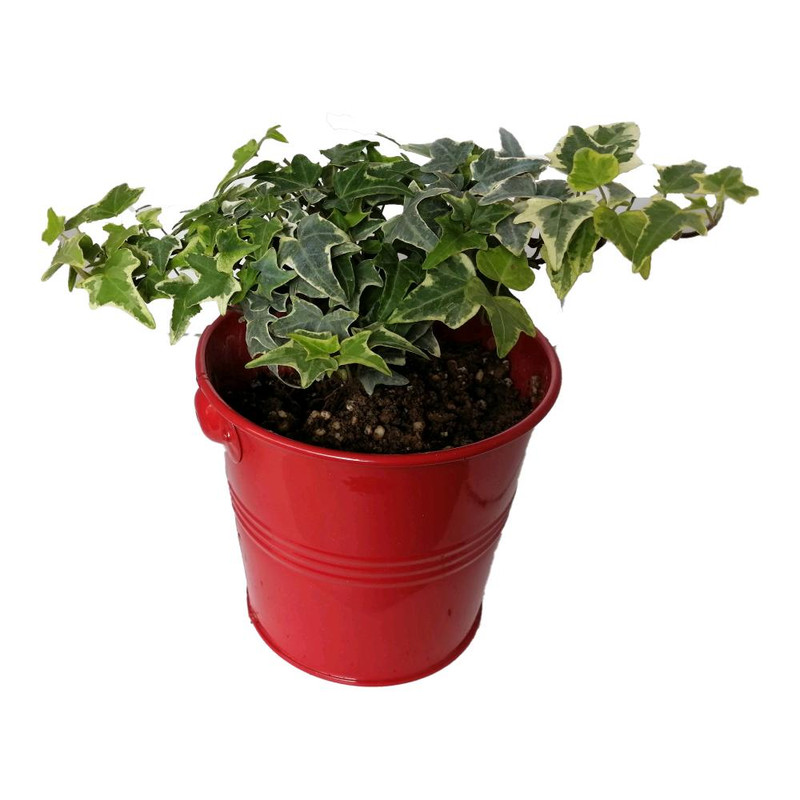 گیاه طبیعی پاپیتال کد wf07 گیاه طبیعی پاپیتال کد wf07