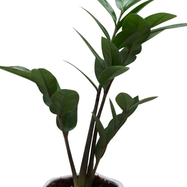 گیاه طبیعی زاموفیلیا کد S - M03 گیاه طبیعی زاموفیلیا کد S - M03