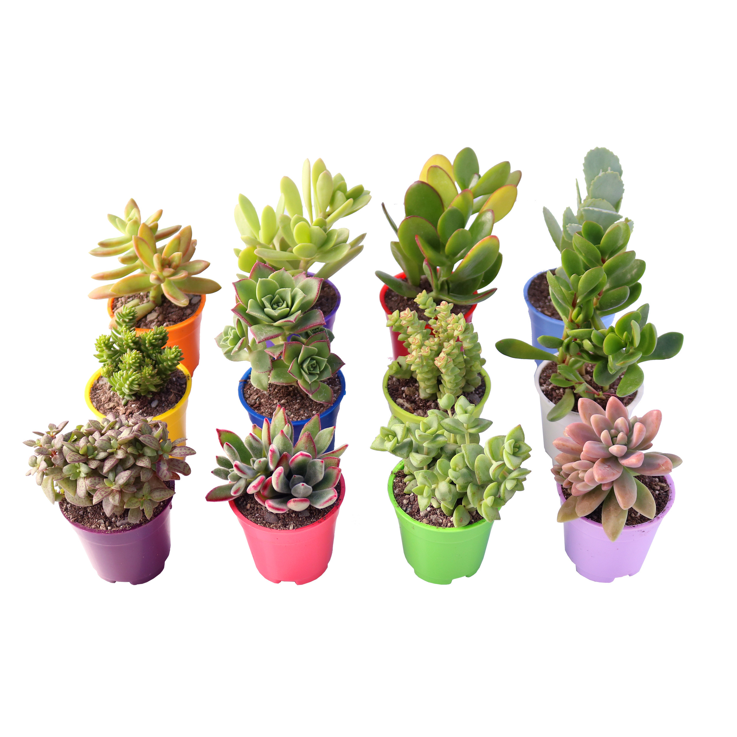 گیاه طبیعی ساکولنت آیدین کاکتوس کد CB-003 بسته 12 عددی