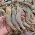 میگو دریایی سایز متوسط اسبک ماهی - ۲۰۰۰ گرم