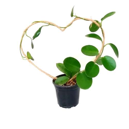 گیاه طبیعی هویا مدل آسترالیس