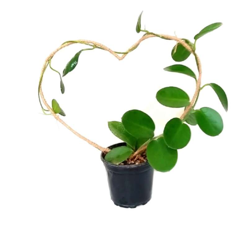 گیاه طبیعی هویا مدل آسترالیس