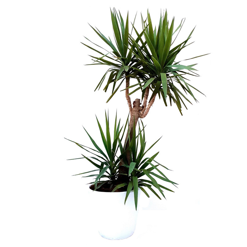 گیاه طبیعی یوکا مدل Sh19024