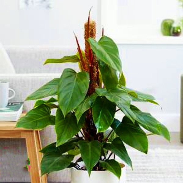 گل طبیعی فیلودندرون تافکو مدل گوش گرگی بالا رونده کد 2039