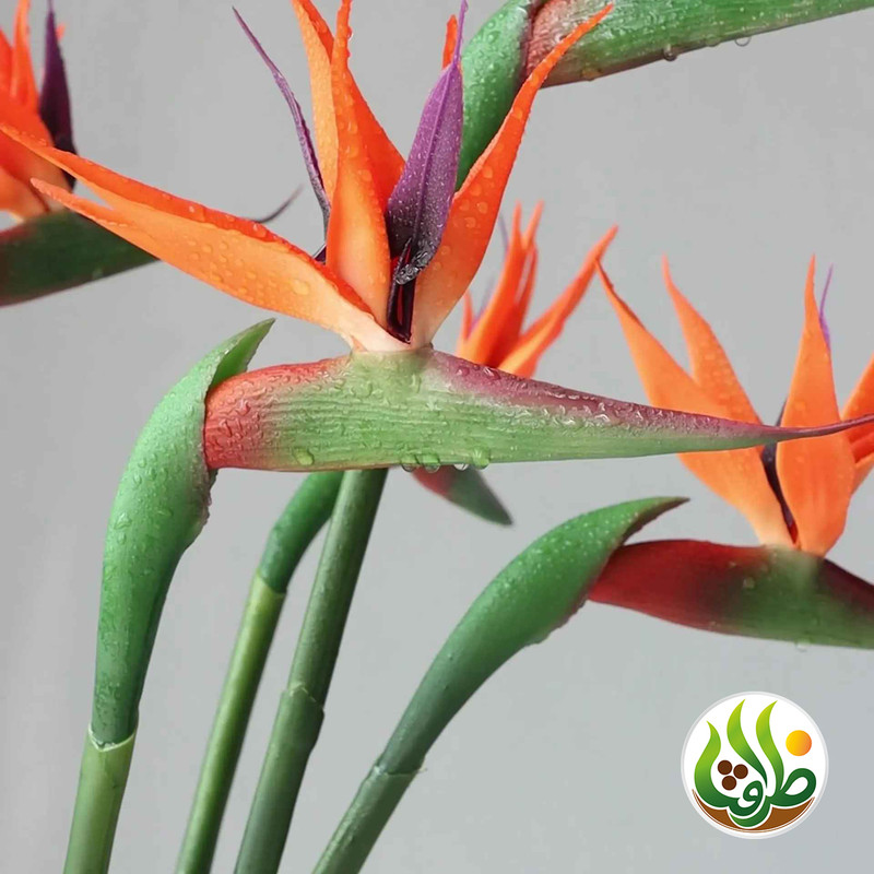 کود کامل پرنده بهشتی ظرافت مدل KO21088 وزن 250 گرم