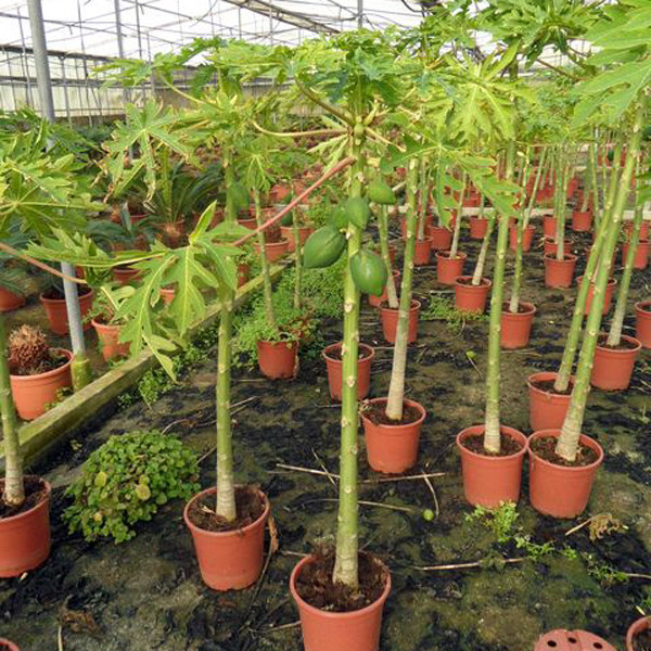 بذر پاپایا خربزه درختی پالم کد 10