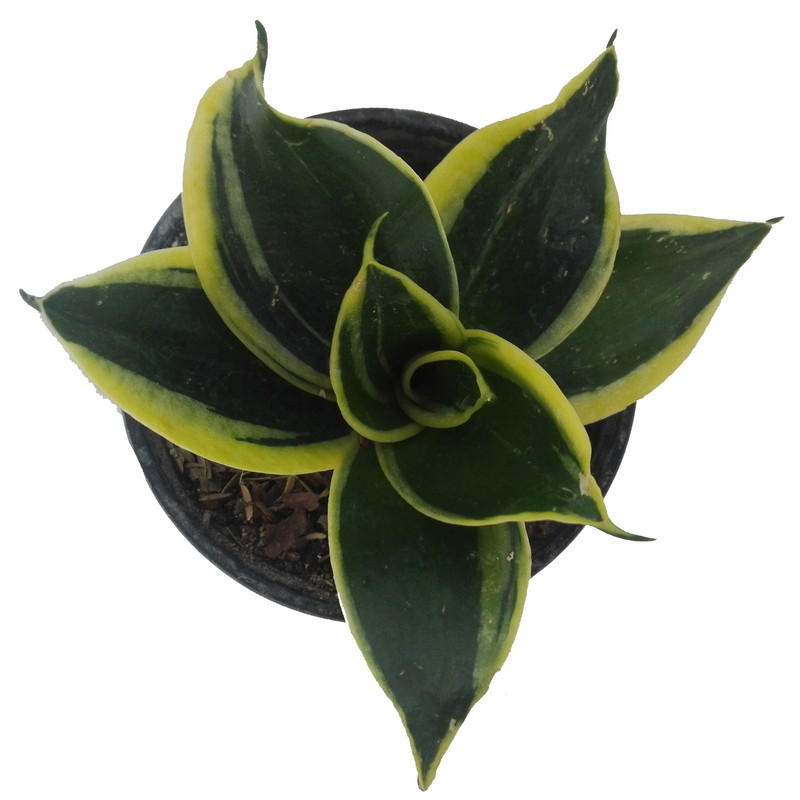 گل طبیعی سانسوریا ابلق بلک گلد کد 112