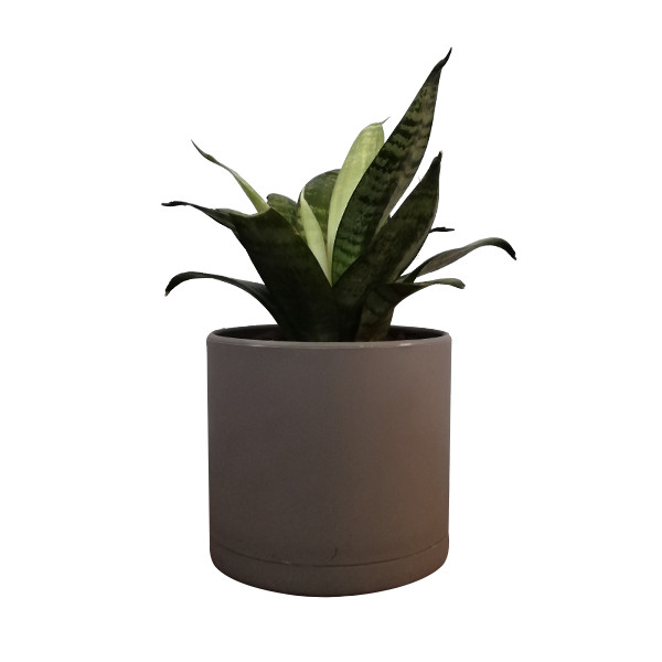 گیاه طبیعی سانسوریا مدل 4 گیاه طبیعی سانسوریا مدل 4