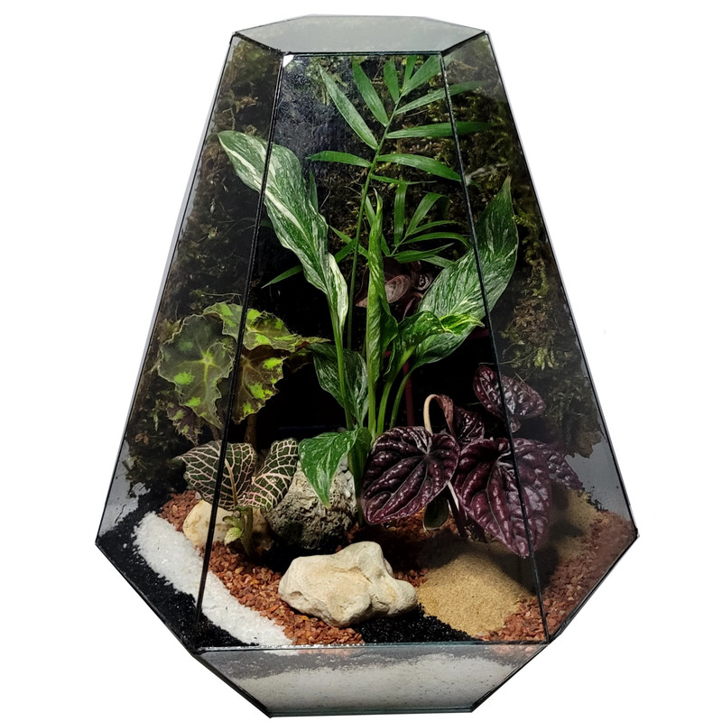 تراریوم مدل رویال سر کج کد ۰۱