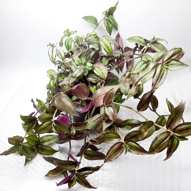 گیاه طبیعی برگ بیدی کد PB مجموعه 2 عددی