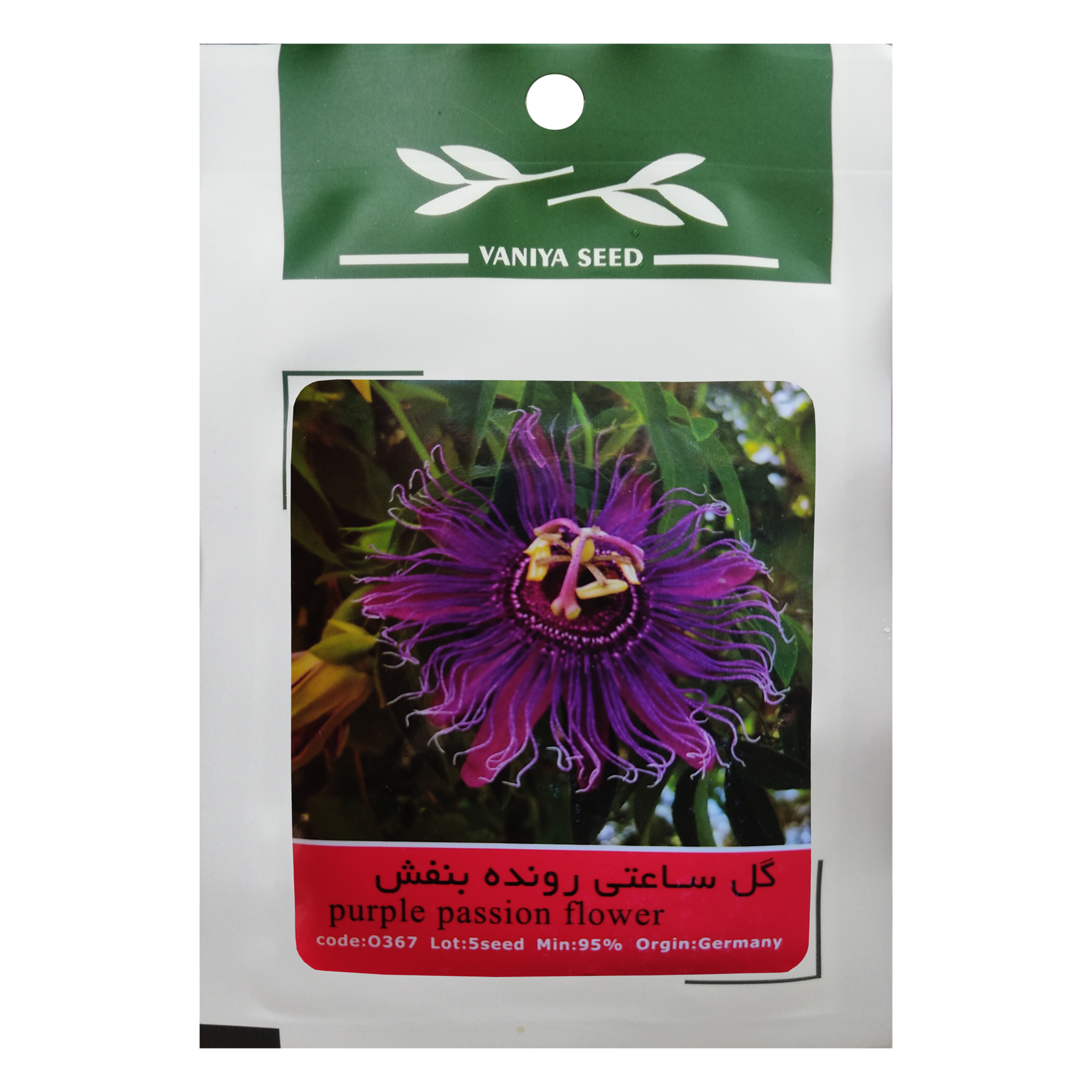 بذر گل ساعتی رونده بنفش وانیا سید مدل O367