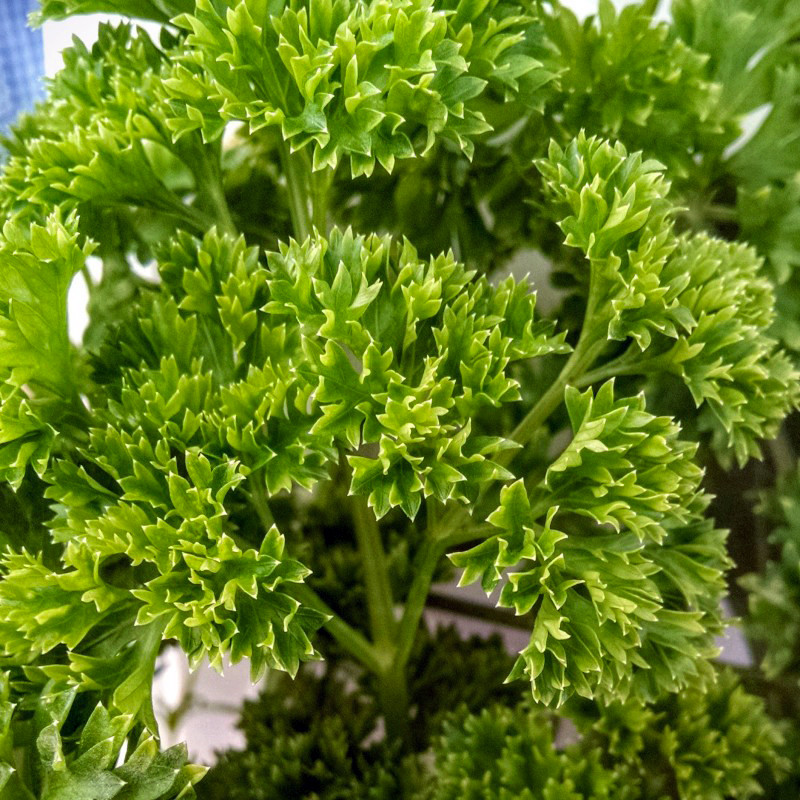 بذر جعفری فر معطر چهار فصل پالم کد 150 بذر جعفری فر معطر چهار فصل پالم کد 150