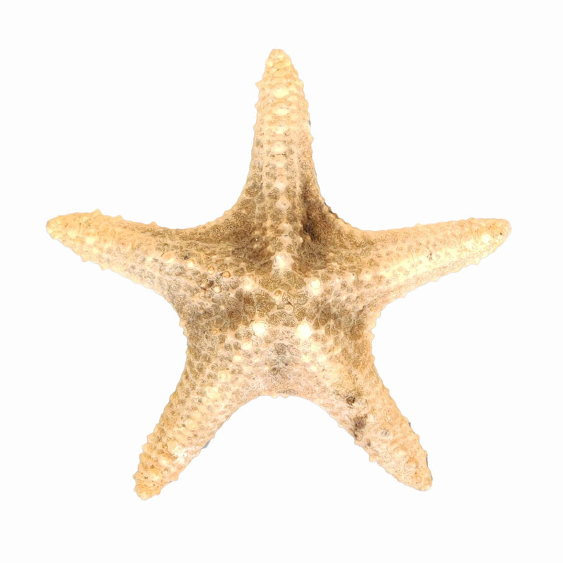 ستاره دریایی تزیینی مدل d13
