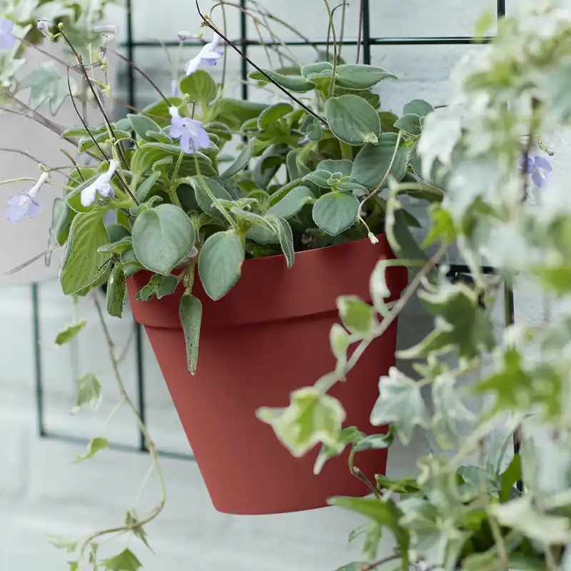 استند گلدان مدل دیوار سبز مجموعه 2 عددی به همراه گلدان