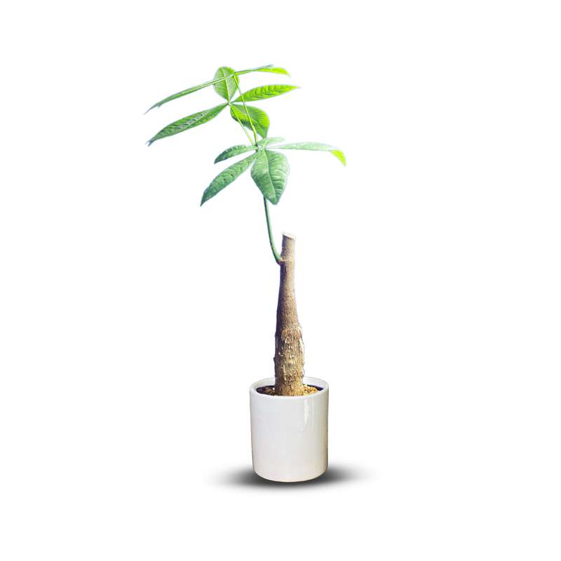 گیاه طبیعی بونسای پاچیرا کد 01