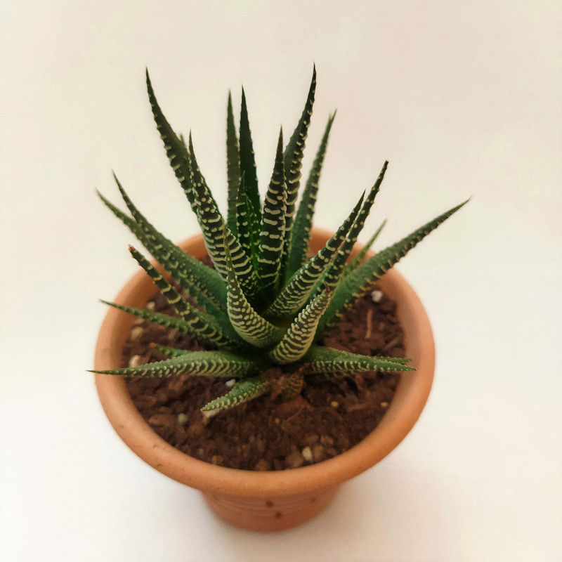 گیاه طبیعی کاکتوس هاورتیا کد pg_21