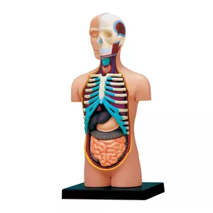 بازی آموزشی مدل آناتومی بدن انسان کد 626003
