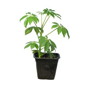 نقد و بررسی گیاه طبیعی شفلرا سبز کد23- AS توسط خریداران