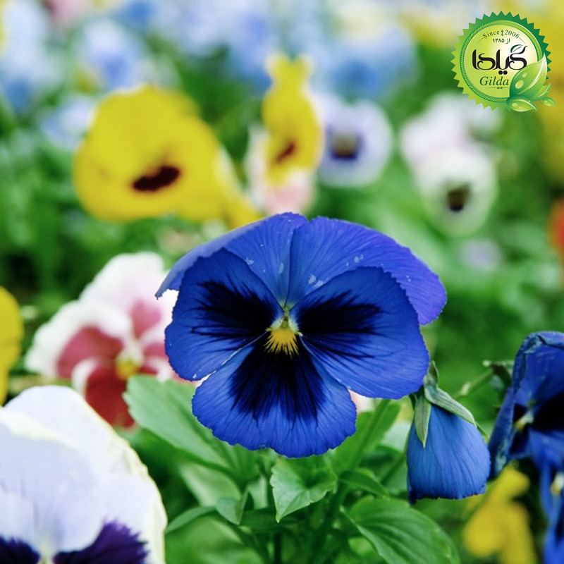 بذر بنفشه آبی خالدار گیلدا کد 844