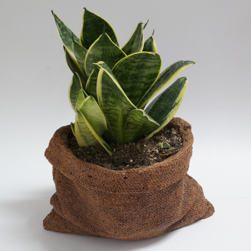 گیاه طبیعی سانسوریا مدل ابلق کد JN6