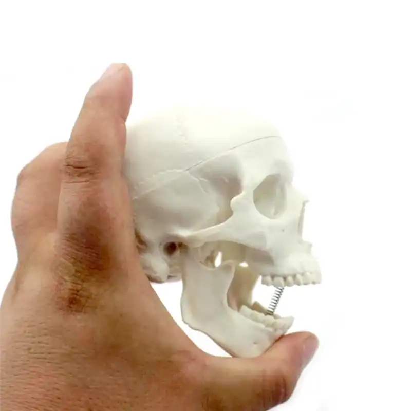 بازی آموزشی مدل مولاژ مینی جمجمه انسان کد A015