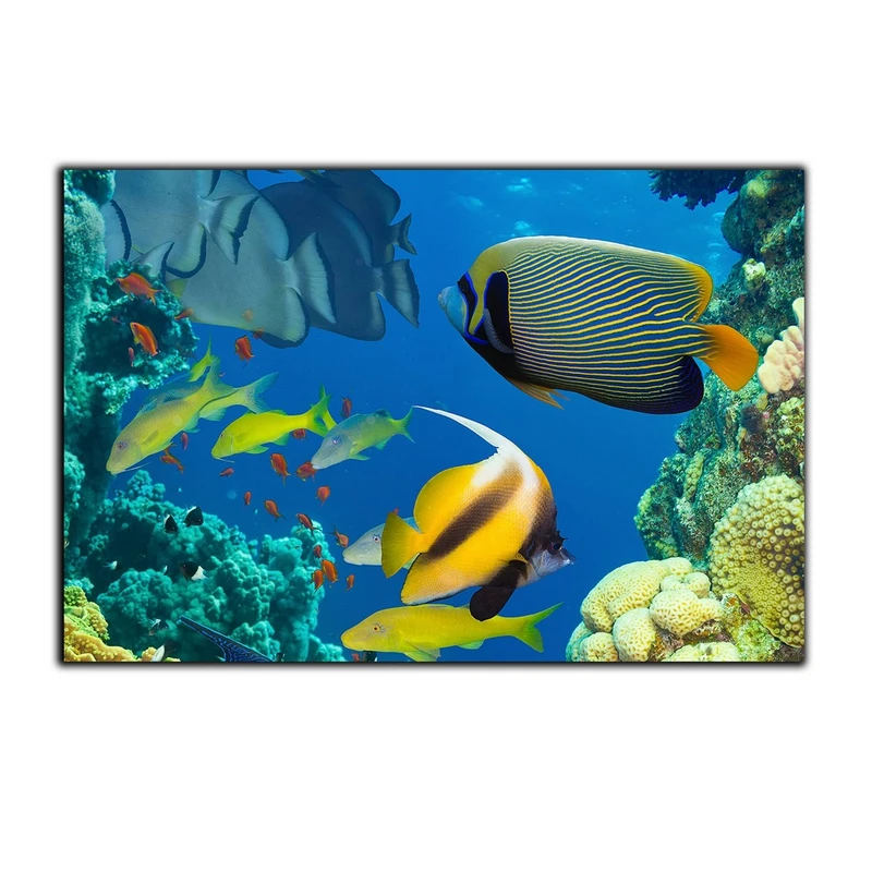 تابلو شاسی بکلیت طرح اقیانوس ماهی بت مغربی مدل SH-7484