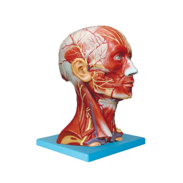 کیت آموزشی مولاژ بدن انسان مدل عضلات سر و گردن -  - 1