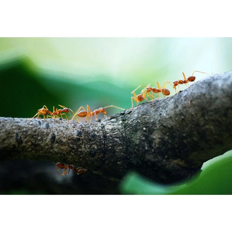 تابلو شاسی طرح مورچه روی شاخه درخت مدل T1642