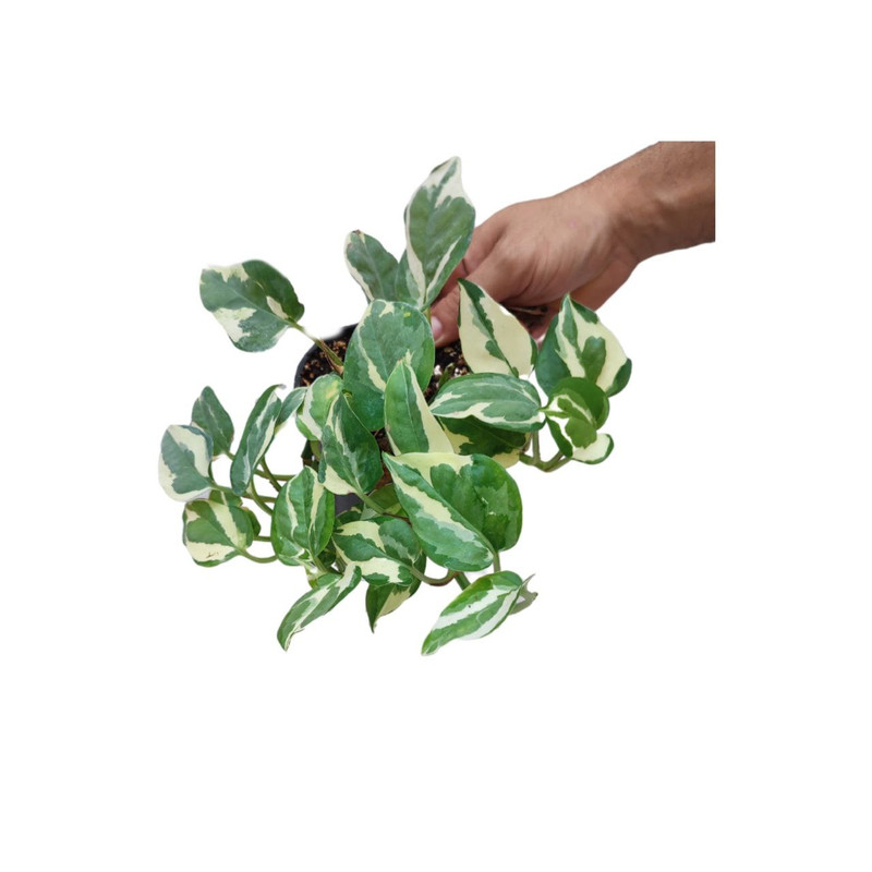 گیاه پتوس ارتشی مدل 012