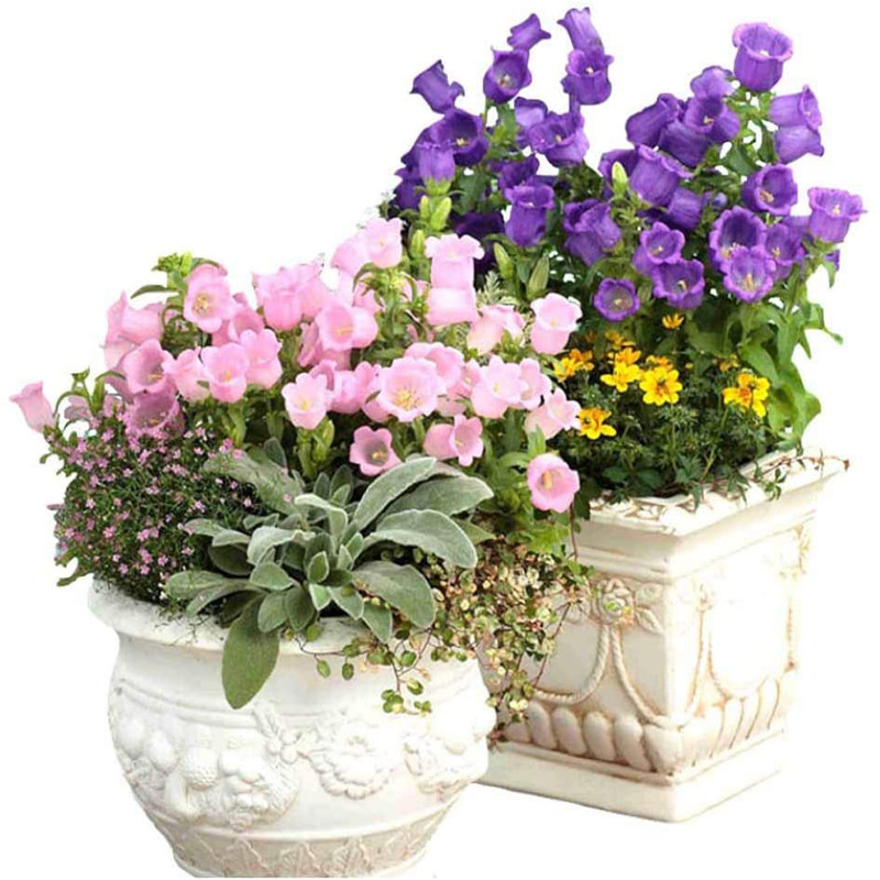 بذر گل استکانی پامتوسط الوان وانیا سید مدل O36