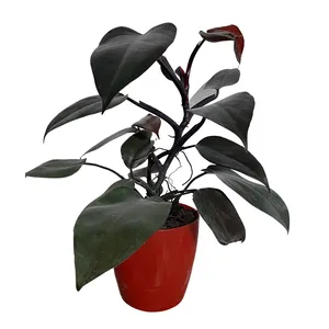 گیاه طبیعی فیکوس کد G05
